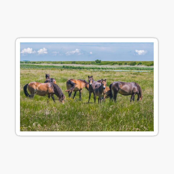 Wild horses enjoying Danish summer Sticker