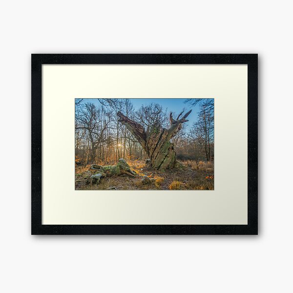 Sunrise with dying old oak - or a troll frozen in time Framed Art Print