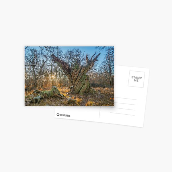 Sunrise with dying old oak - or a troll frozen in time Postcard