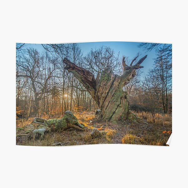 Sunrise with dying old oak - or a troll frozen in time Poster