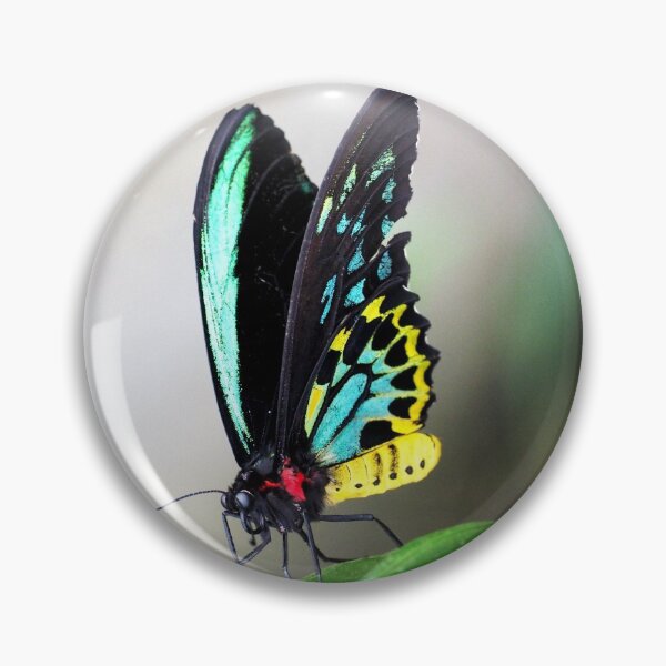 Item preview,  Cairns Birdwings designed and sold by Karen E Camilleri.