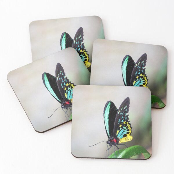 Item preview,  Cairns Birdwings designed and sold by Karen E Camilleri.