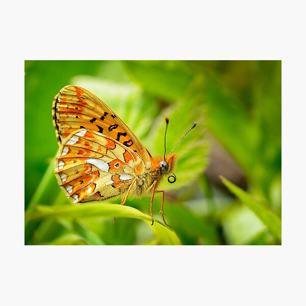 Butterfly in the forest: Pearl-bordered fritillary Photographic Print