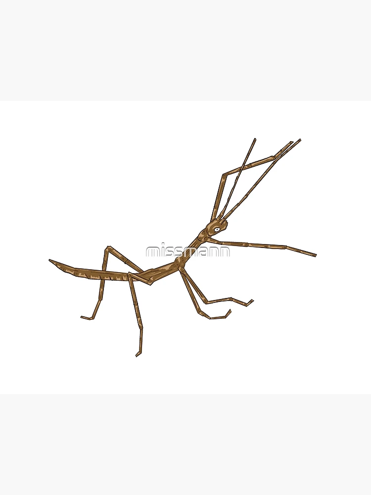 Stick Bug Art Board Print for Sale by missmann