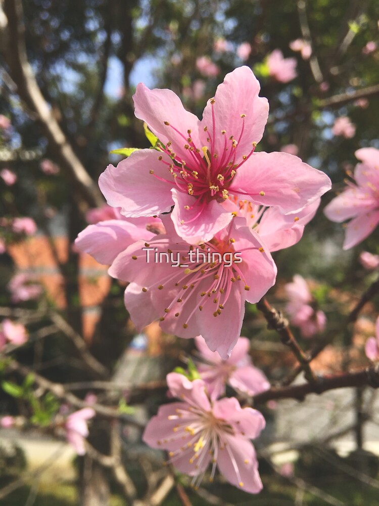 "Japanese flowering cherry blossoms " Sticker for Sale by AnushkaAghi
