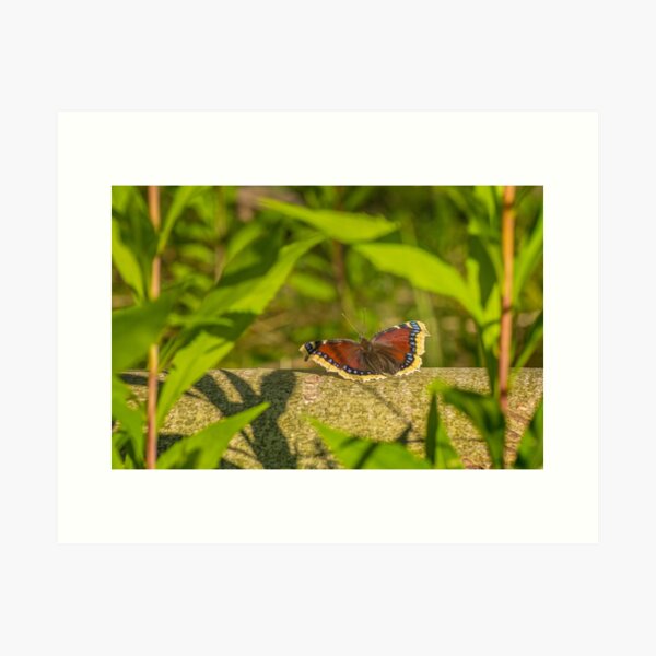 Butterfly in the forest: enchanting Mourning cloak Art Print