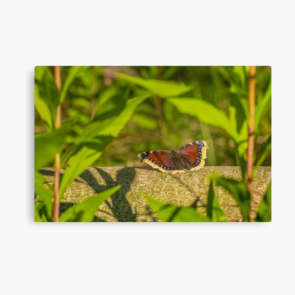 Butterfly in the forest: enchanting Mourning cloak Canvas Print