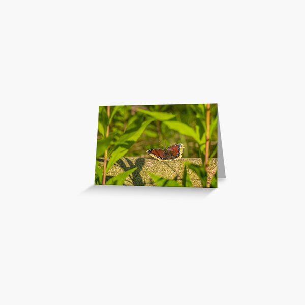 Butterfly in the forest: enchanting Mourning cloak Greeting Card