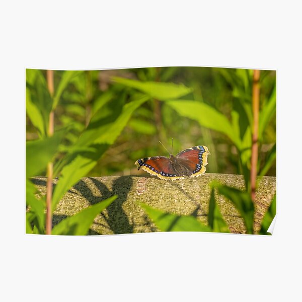 Butterfly in the forest: enchanting Mourning cloak Poster