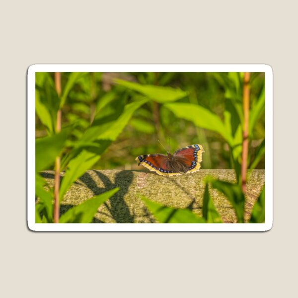 Butterfly in the forest: enchanting Mourning cloak Magnet