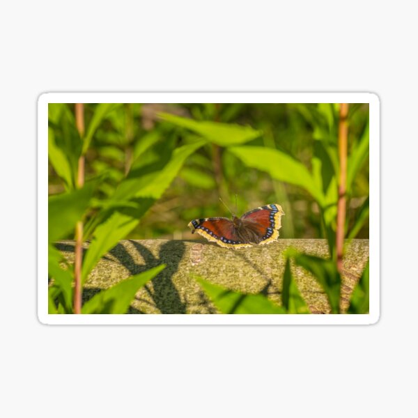 Butterfly in the forest: enchanting Mourning cloak Sticker