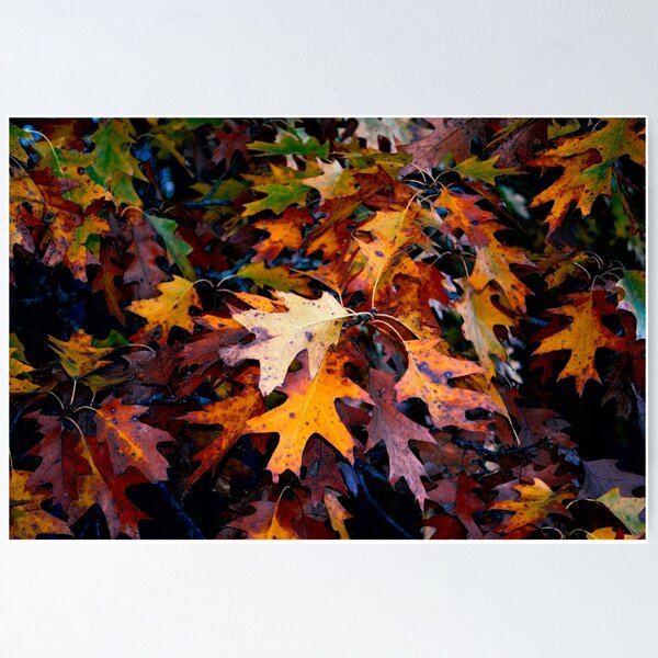 Item preview, Oak Leaves designed and sold by LynyrdSky.