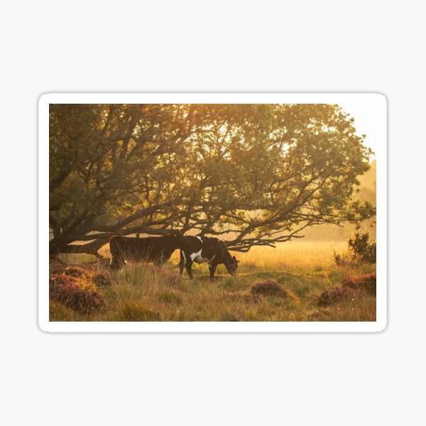 Early Morning Cows Sticker