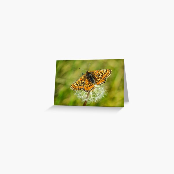 The marshland butterfly Marsh fritillary Greeting Card