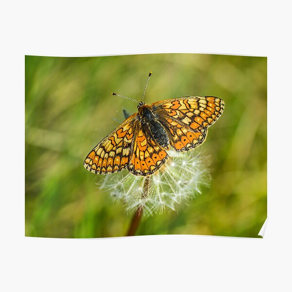 The marshland butterfly Marsh fritillary Poster