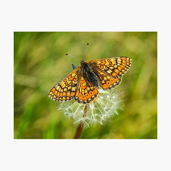 The marshland butterfly Marsh fritillary Photographic Print