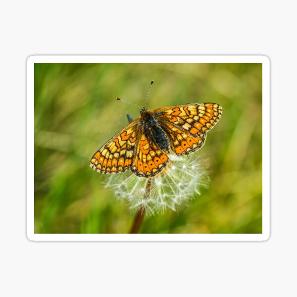 The marshland butterfly Marsh fritillary Sticker