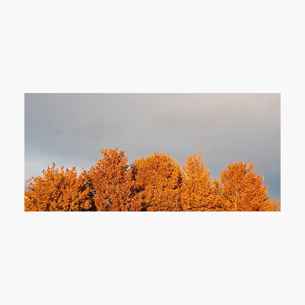 Item preview, Golden burnt orange trees under a stormy sky designed and sold by Emma  Amies.