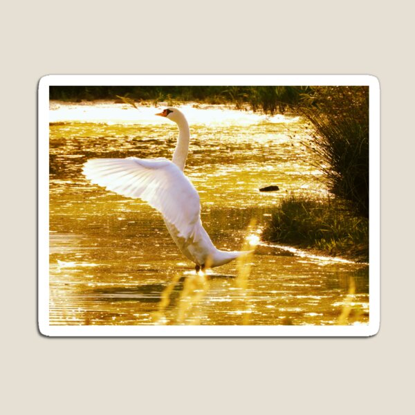 Swan in sunset Magnet
