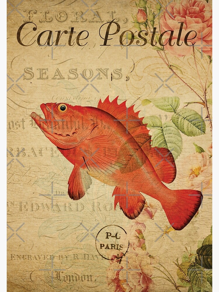 "Vintage Fish Rockfish French Postcard Carte Postale" Photographic