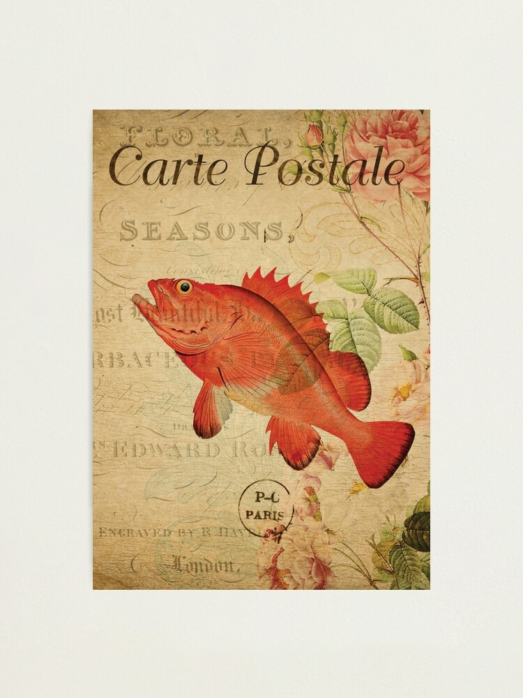 "Vintage Fish Rockfish French Postcard Carte Postale" Photographic