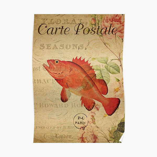 "Vintage Fish Rockfish French Postcard Carte Postale" Poster for Sale