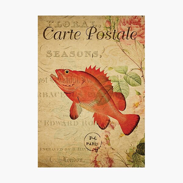 "Vintage Fish Rockfish French Postcard Carte Postale" Photographic