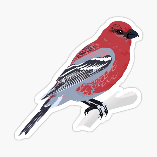 Pine Grosbeak Sticker