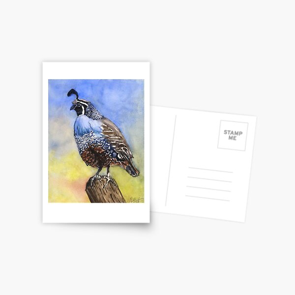 California quail Postcard