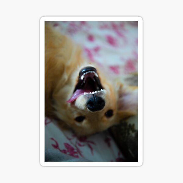 Lynda the golden puppy Sticker