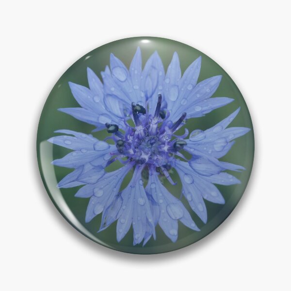 Item preview, Cornflower blossom cornflower blue raindrop wet flower blue designed and sold by Forestia.