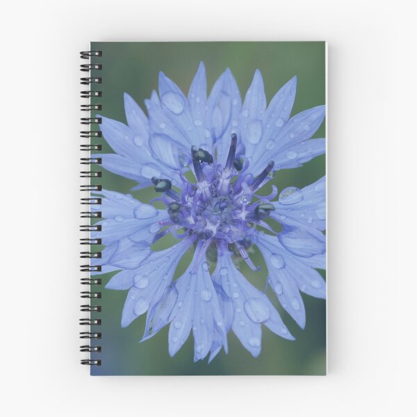 Item preview, Cornflower blossom cornflower blue raindrop wet flower blue designed and sold by Forestia.