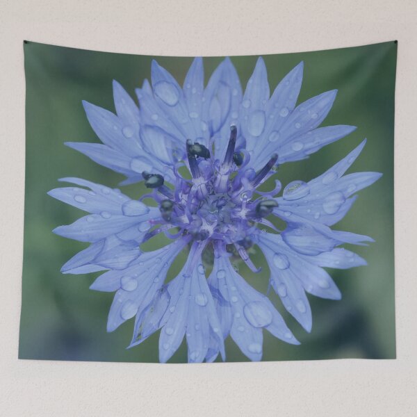 Item preview, Cornflower blossom cornflower blue raindrop wet flower blue designed and sold by Forestia.