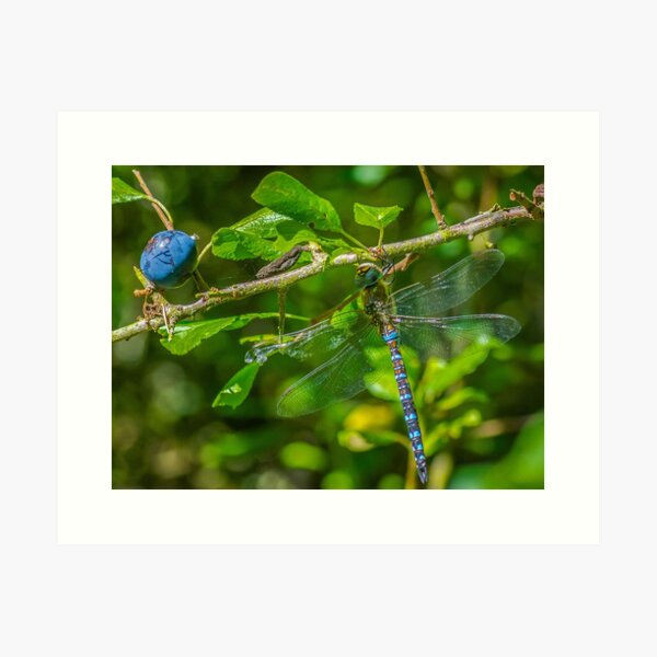 Dragonfly on blackthorn: The mighty hawker Art Print