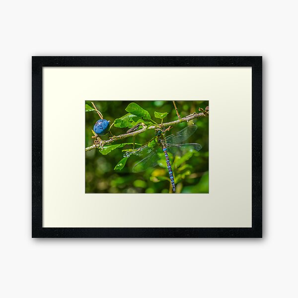 Dragonfly on blackthorn: The mighty hawker Framed Art Print