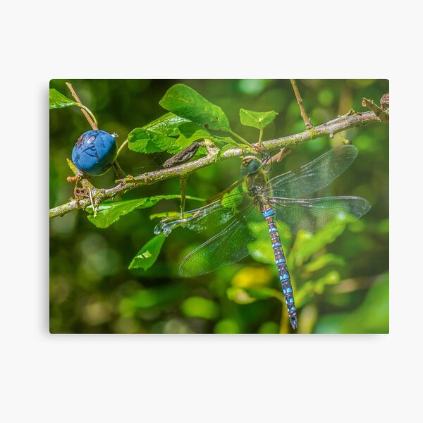 Dragonfly on blackthorn: The mighty hawker Metal Print