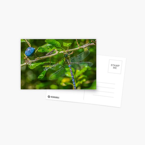Dragonfly on blackthorn: The mighty hawker Postcard