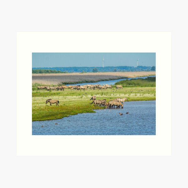 Wild horses roaming free in Oostvaardersplassen Art Print