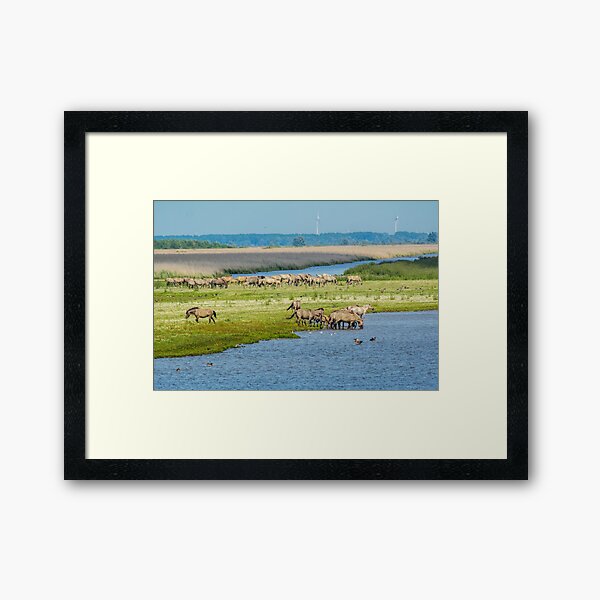 Wild horses roaming free in Oostvaardersplassen Framed Art Print
