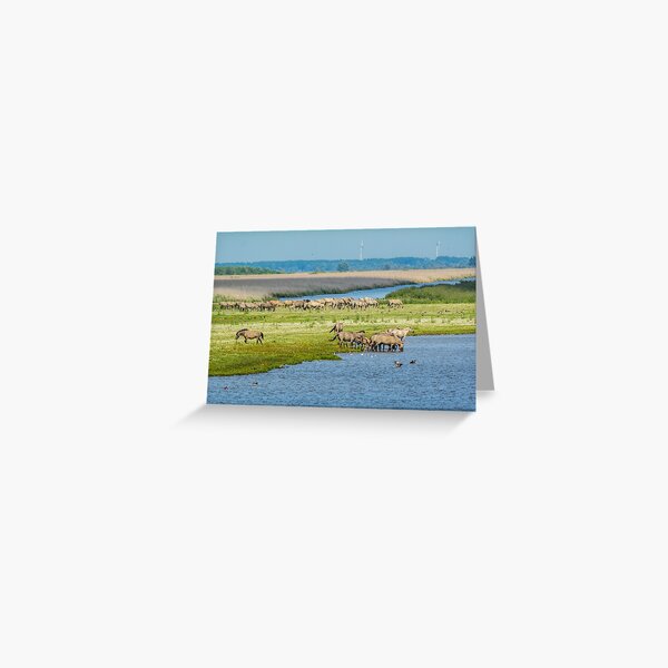 Wild horses roaming free in Oostvaardersplassen Greeting Card