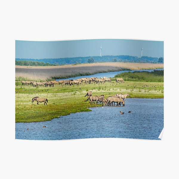 Wild horses roaming free in Oostvaardersplassen Poster