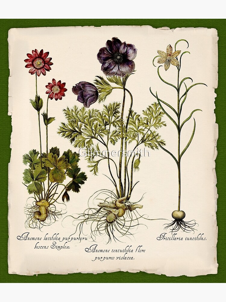 Auténticas láminas botánicas vintage originales para descargar