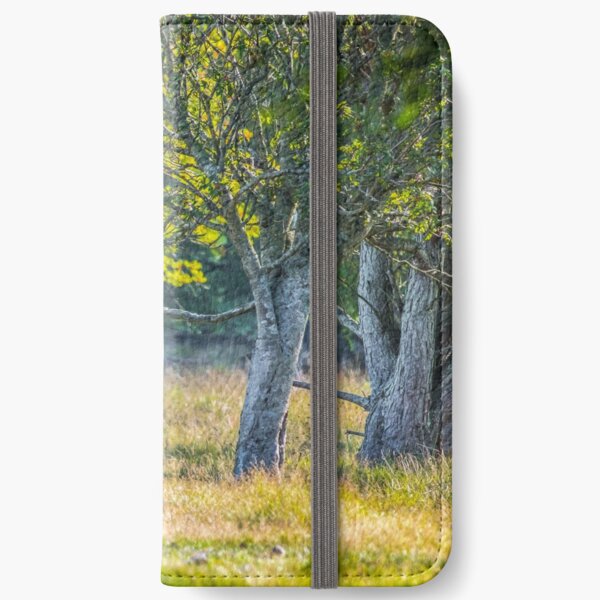 A family of cranes taking a morning stroll iPhone Wallet