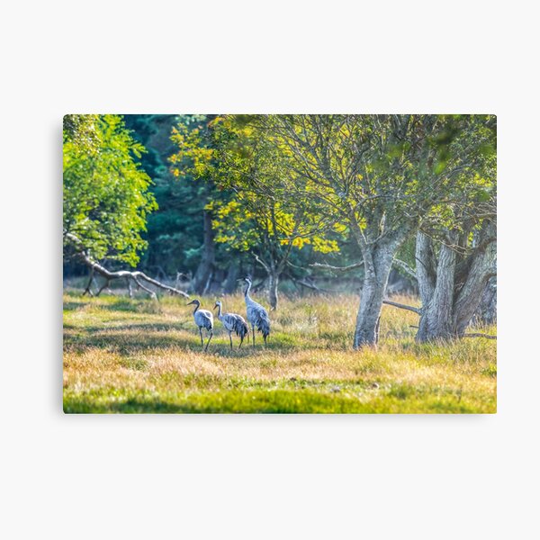 A family of cranes taking a morning stroll Metal Print