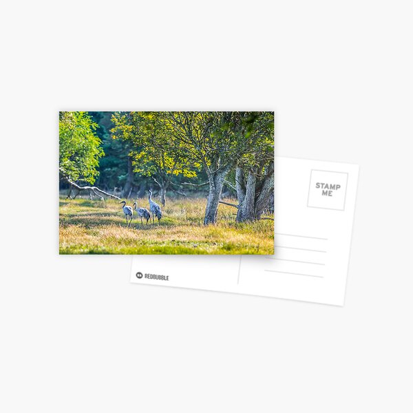 A family of cranes taking a morning stroll Postcard