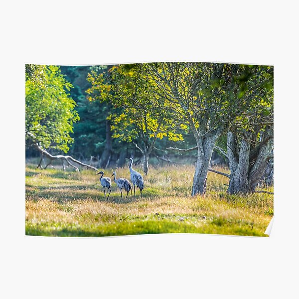 A family of cranes taking a morning stroll Poster