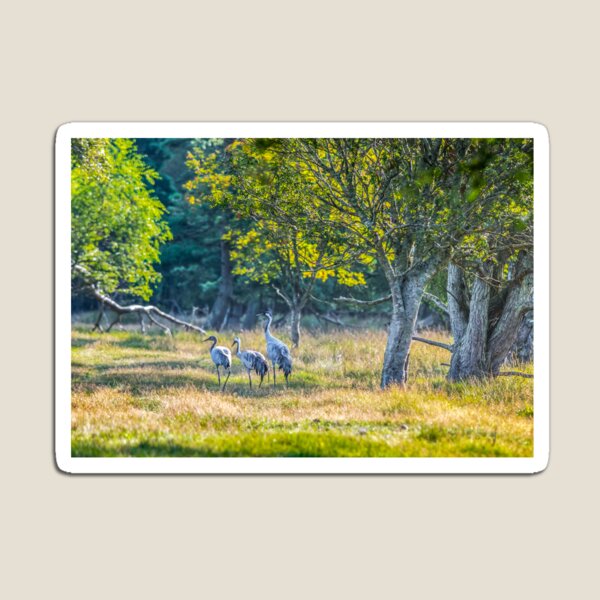 A family of cranes taking a morning stroll Magnet