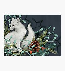 Arctic Fox Holiday Portrait Photographic Print