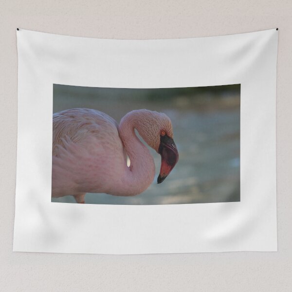 Item preview, Greater flamingo portrait designed and sold by pietrofoto.