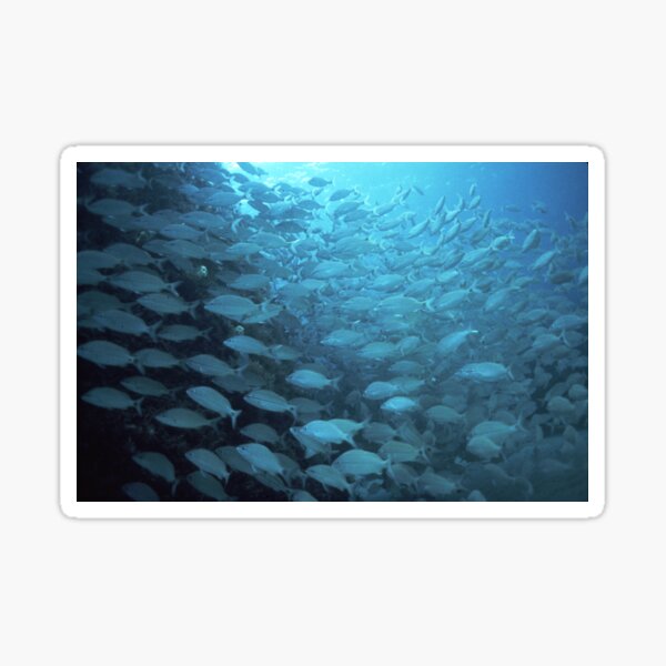 Delray Wreck Sticker